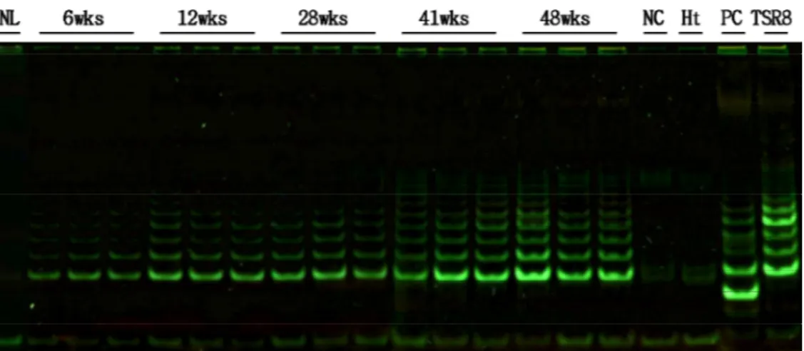 Fig.  5.  Gel-based  detection  of  telomerase  activity  in  normal  and  urethane-induced    mouse lung tissues