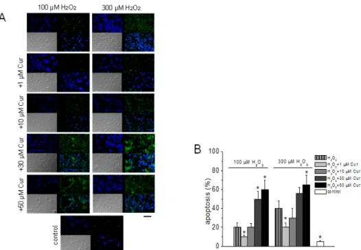 Fig. 2. Anti-apoptotic effect of low concentration of curcumin on H 2 O 2 -induced apoptosis of bovine sperm