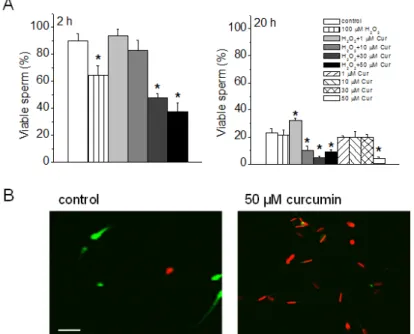 Fig. 3. Effect of curcumin on sperm viability. Different concentrations of curcumin (1, 10, 30, and 50 μM) were treated to the sperm  for 2 h or 20 h with 100 μM H 2 O 2 