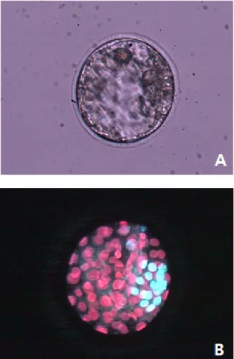 Fig.  1.  Differential  fluorescence  staining  of  B6D2F1  mouse  blastocyst  (x200)