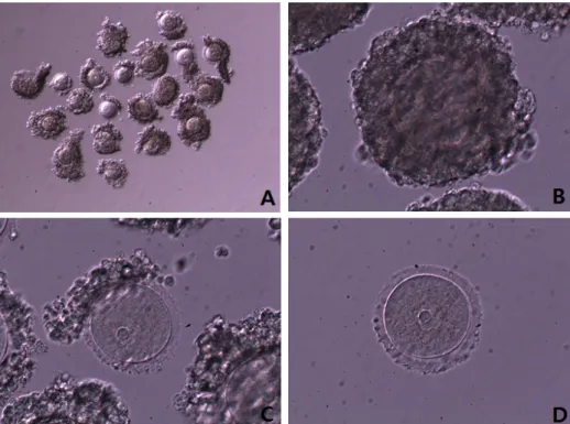 Fig.  1.  Collected  oocytes  of  B6D2F1  mice.  (observed  by  differential  Interference  contrast  microscope,  Olympus  BX-71,  Japan)
