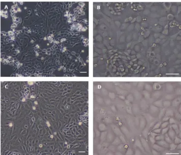 Fig.  5.  Translational  expression  of  cytokeratin  18  as  an  endometrial  epithelial  cell-specific  marker  protein  (red)  in  putative  endometrial  epithelial  cell  populations  isolated  with  different  isolation  techniques,  n=3