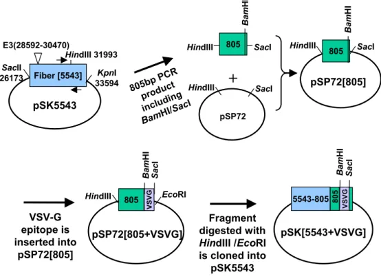 Fig.  2.  Construction  of  VSV-G  epitope  incorporated  Ad  fiber  shuttle  vector.  See  Materials  and  Methods  for  details.