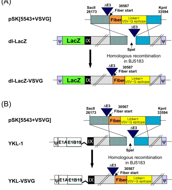 Fig.  3.  Structure  of  the  adenoviral  vectors.  All  indicated  Ad  vectors  are  derived  from  full-length  Ad  genomes  cloned  and  manipulated  in  E