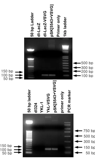 Fig.  4.  The  fiber  genotype  was  confirmed  by  PCR  amplification  using  a  primer  set  specific  for    VSV-G  epitope