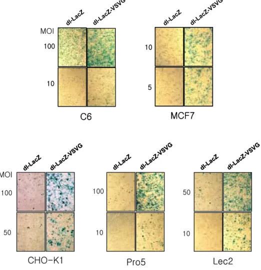 Fig.  5.  Enhanced  transduction  efficiency  of  dl-LacZ-VSVG.  Cells    were  transduced  with  dl-LacZ  or  dl-LacZ-VSVG  Ad  with  different  MOIs,  as  indicated  besides  the  rows