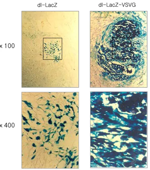 Fig.  7.  Comparison  of  in  vivo  gene  transfer  efficiencies  with  X-gal  assays
