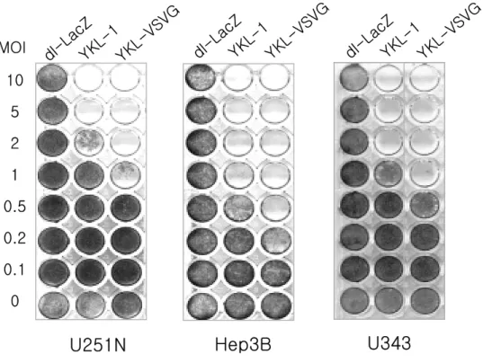 Fig.  8.  Cancer  cells  were  infected  with  dl-LacZ,  YKL-1,  or  YKL-VSVG  at  different  MOIs,  as  indicated