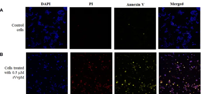 Fig. 1.  Staining of the rVvpM-treated HCT-116 cells with Annexin V and PI. 