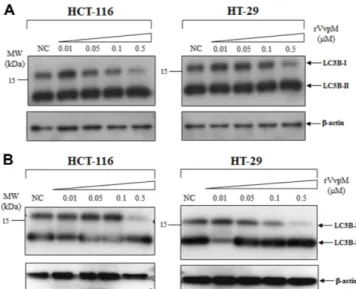 Fig. 4.   Formation  of  LC3B-II  in  the  rVvpM-treated  HCT-116 and HT-29 cells. 