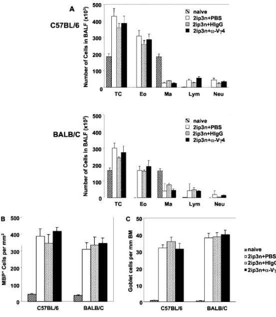 FIGURE 5. Unchanged inflam- inflam-matory infiltrate in the airways,  tis-sue eosinophilia, and goblet cell  hy-perplasia in OVA-sensitized and challenged mice treated with  anti-TCR V ␥4 mAb