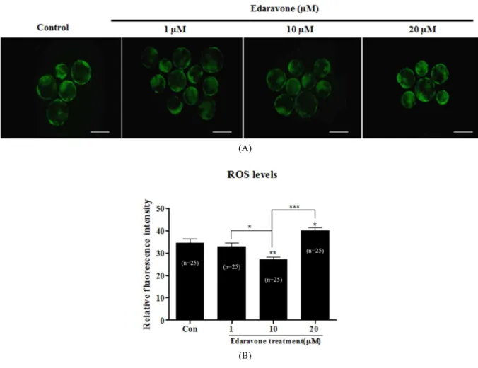Fig.  1.  Detection  of  intracellular  ROS  level  in  porcine  blastocyst.  (A)  To  determine  the  production  of  ROS  in  porcine  blastocyst,  we  per-  formed  the  DCF-DA  staining
