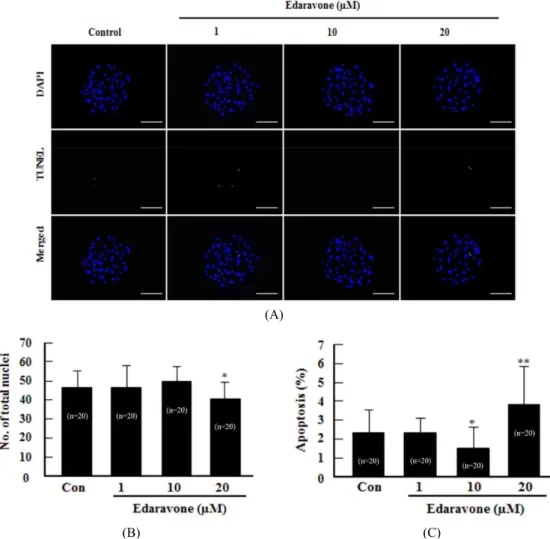 Fig.  2.  Evaluation  of  cellular  apoptosis  by  using  TUNEL  assay  in  porcine  blastocyst