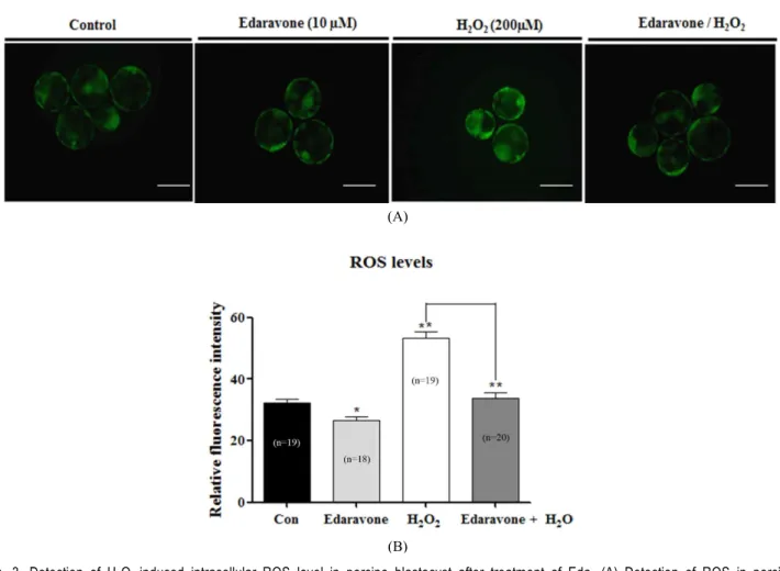 Fig.  3.  Detection  of  H 2 O 2 -induced  intracellular  ROS  level  in  porcine  blastocyst  after  treatment  of  Eda