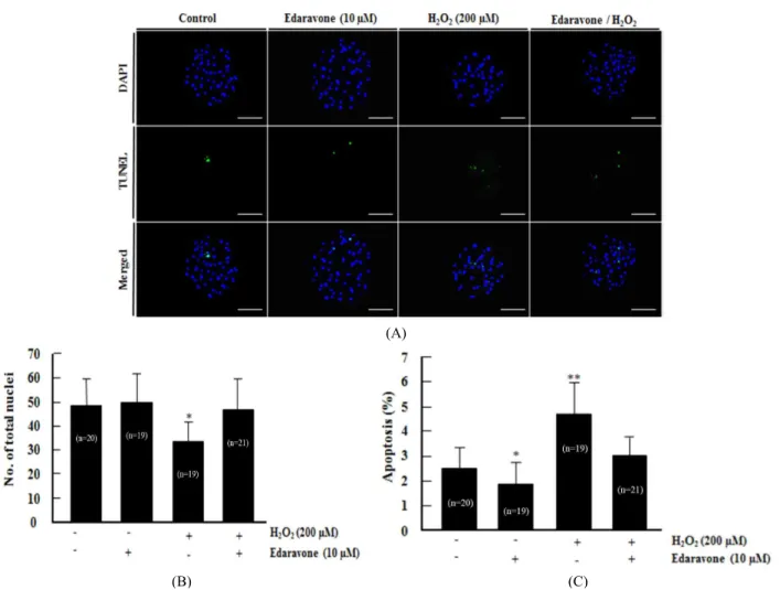 Fig.  4.  Evaluation  of  H 2 O 2 -induced  apoptosis  by  using  TUNEL  assay  in  porcine  blastocysts  cultured  with  Eda