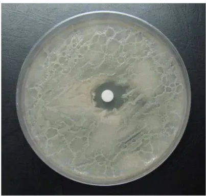 Figure  1.  Antimicrobial  activity  of  Hamamelis  virginiana  extracts  aganist  Haemophilus  actinomycetecomitans