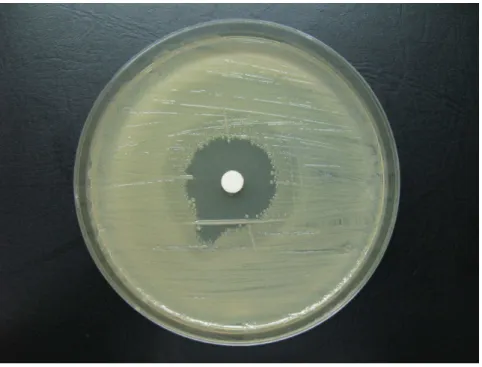 Figure  2.  Antimicrobial  activity  of  Hamamelis  virginiana  extracts  aganist  Streptococcus  mutans