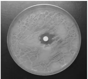 Fig.  1.  Antimicrobial  activity  of  Hamamelis  virginiana  extracts  aganist 