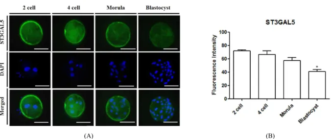 Fig.  3.  Comparison  of  ST3GAL5  expression  early  developmental  embryo  stage  by  using  immunofluorescence  staining