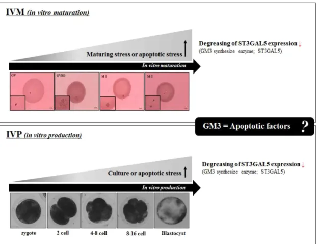 Fig.  4.  Graphical  summarized  between  expression  pattern  of  ST3GAL5  and  relationship  of  GM3  in  porcine  matured  oocytes  and  early  development  embryos  during  induced  apoptosis  stress