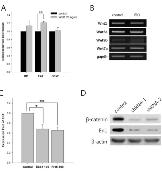 Figure  3.  Wnt/β-catenin  signaling  pathway  can  modulate  expression  of  En1  (A)  Treatment with 20 ng/ml Wnt1 increased En1 expression after 7 days in NPCs, as  assessed  by  quantitative  RT-PCR