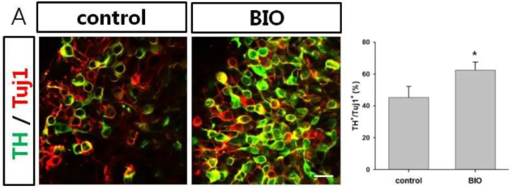 Figure  5.  Generation  of  dopaminergic  neuron  (A)  Immunocytochemistry  of  TH + /Tuj1 +   neurons  after  maturation  into  DA  neuron  from  NPCs  with  or  without  BIO  treatment  derived  from  H9  human  ES  cells