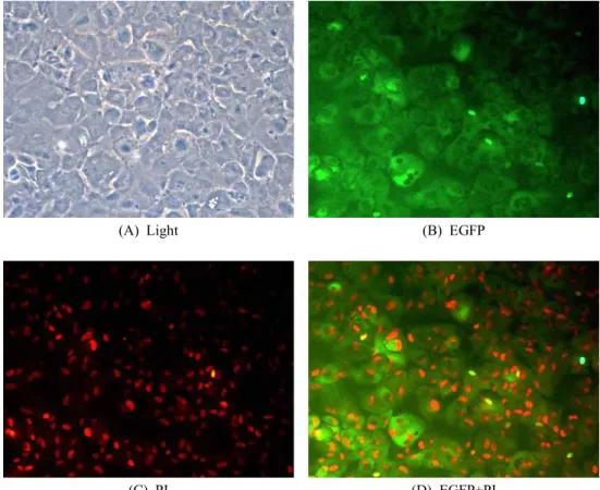 Fig.  3.  Expression  of  hPDX1  in  α-1,3-galactosyltransferase  knockout  pig-derived  bone  marrow-derived  mesenchymal  stromal  cells  trans-  fected  with  the  hPDX1  vector