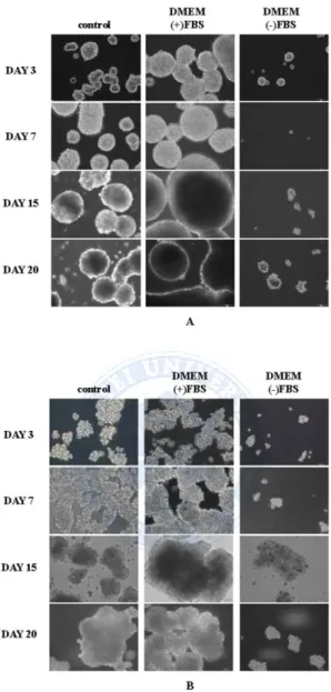 Fig 1. Hepatocellular carcinoma cells formed the anchorage-independent, self- self-renewing spheres at 3, 7, 15 and 20 days on sphere forming cultivation