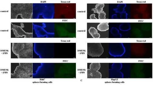 Fig 4. Immunofluorescence staining showed that Cancer stem cells markers were  highly expressed in sphere forming cells