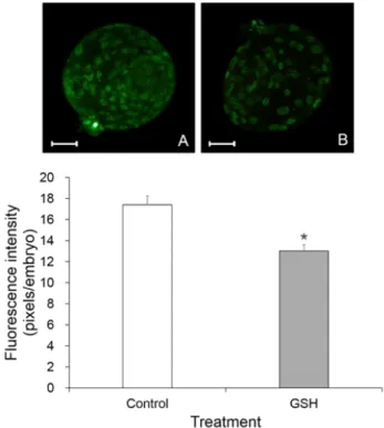 Fig.  2.  TUNEL  assay  of  the  blastocyst  stage  SCNT  embryos.  Data  are  presented  as  mean  ±  S.E
