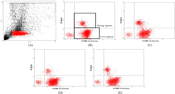 Fig.  1.  Flow  cytometric  anaysis  on  sperm  viability  using  SYBR-14  and  propidium  idodie  (PI)  double  staining  during  liquid  storage  in  semen  extender  with  nicotinic  acid  (A)  in  miniature  pigs