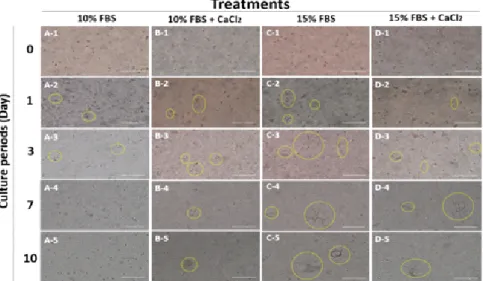Fig.  4.  Comparison  of  porcine  uterine  stromal  cells  growth  in  three-dimensional  culture  according  to  different  gel  condition  (yellow  circle: 