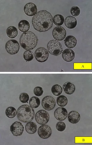 Fig.  4.  Representative  photographs  of  bovine  blastocysts.  Day  8  bovine  blastocysts  developed  from  oocytes  retrieved  during  hot  seasons  (A)  and  cool  seasons  (B).