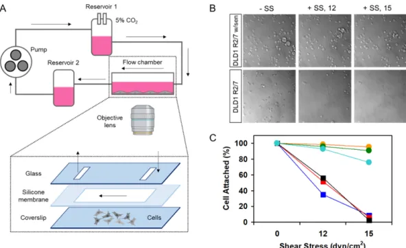 Fig. 4. The effect of α-catenin sensor on cell adhesion in response to shear stress. (A) The flow system comprises a flow chamber for seeded cells, two reservoirs forming hydrostatic pressure, a pump to circulate the cell medium and the tube system that co