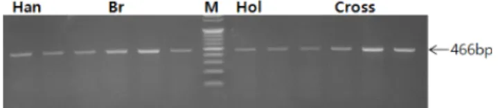 Fig.  2.  Comparison  of  the  3'-untranslated  region  (UTR)  of  MC1R  mRNA  from  the  three  representative  animals  of  different  breeds  by  RT-PCR