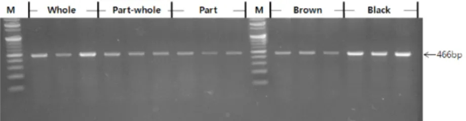 Fig.  4.  Comparison  of  the  3’-untranslated  region  (UTR)  of  MC1R  mRNA  from  three  representative  animals  of  Korean  brindle  cattle  with  different  coat  colors  by  RT-PCR