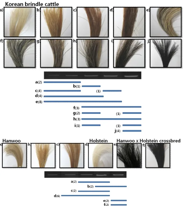 Fig.  5.  Variation  of  the  tail  hair  colors  and  MC1R  mRNA  expression  in  the  Korean  brindle  cattle,  Hanwoo,  Holstein,  and  Hanwoo  x  Holstein  crossbred