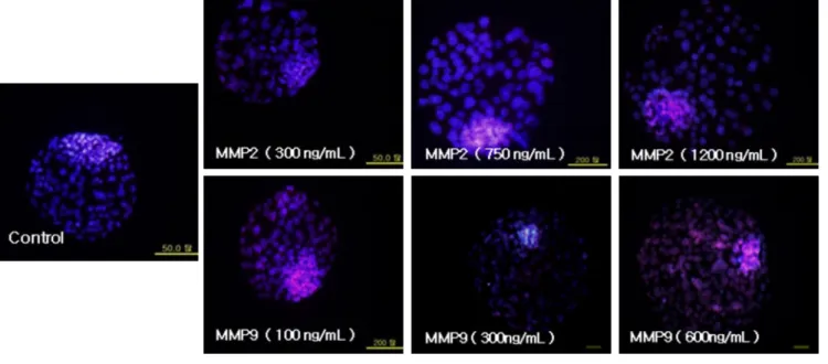 Fig.  1.  Representative  images  of  differential  stained  blastocyst  derived  from  different  treatments  of  MMP2  and  MMP9  and  control.