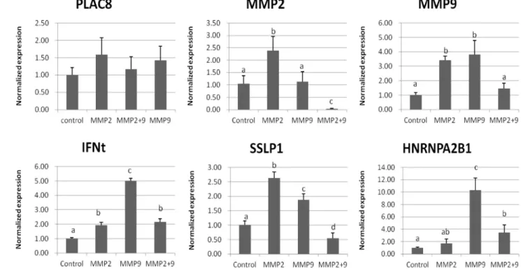 Fig.  2.  Normalized  expression  levels  in  Control,  MMP2,  MMP9  and  MMP2+9  embryos  by  RT-PCR.