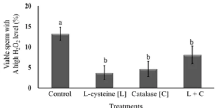 Fig.  5.  Hydrogen  peroxide  (H 2 O 2 )  intensity  of  Korean  Native  Cattle  sperm  frozen-thawed  with  L-cysteine  and/or  catalase.