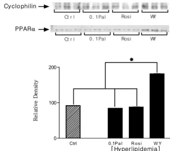 Fig. 8. The variations of palmitate oxidation (A) and PPAR- α protein expression (B) rates after PPAR- α  structural gene overexpression