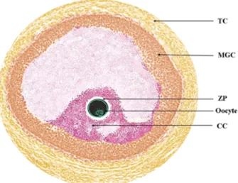 Fig.  1.  Follicular  environment  during  in  vivo  oocyte  maturation. 