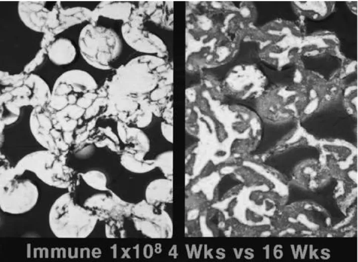 Fig. 6. Comparison of histology at 4 weeks and 16 weeks after immunization in 1 × 10 8 Ad5-ßGal immunized group II