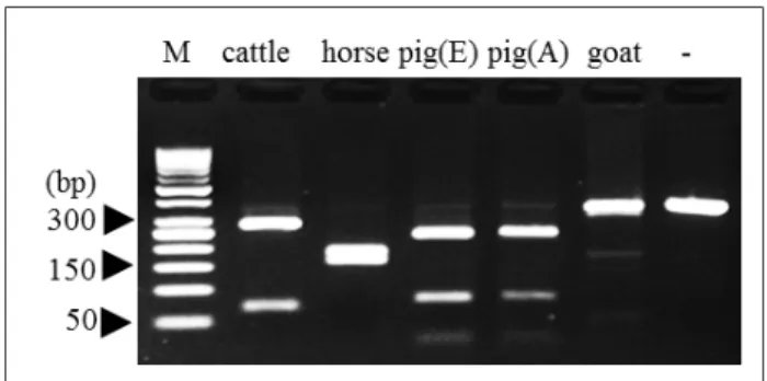 Fig.  2.  Multiple  alignments  for  CYTB  gene  sequences  in  the  four  livestock  animals  (cattle,  horse,  pig,  and  goat)  tested  in  this  study