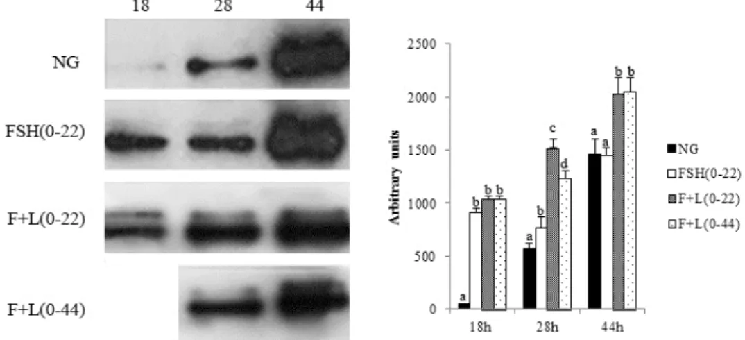 Fig.  2.  Mitogen-activated  protein  kinase  (MAPK)  phosphorylation  in  pig  oocytes  during  in  vitro  maturation