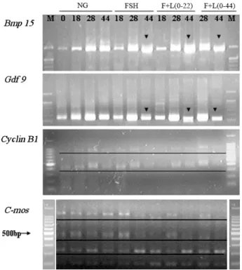 Fig.  6.  Dynamic  changes  in  poly(A)  tail  length  in  four  maternal  genes  during  pig  oocyte  in  vitro  maturation  (IVM)  by  the  PCR-based  poly  (A)  tail  (PAT)  assay