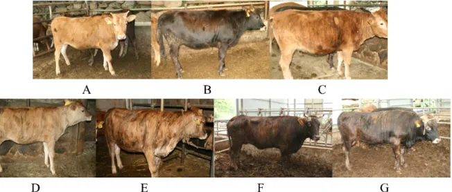Fig.  1.  Criteria  for  classification  on  the  Korean  brindle  cattle  coat  color(Lee  등,  2011)