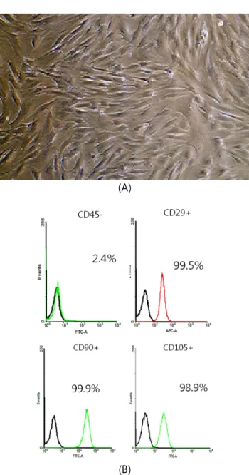 Fig  1.  Morphology  and  expression  of  specific  MSCs  CD  marks  of  GalT  KO  BM-MSCs  isolated  from  a  femur  of  GalT  KO  pig