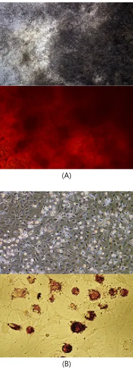 Fig.  2.  In  vitro  differentiation  of  GalT  KO  BM-MSCs.  A  :  Cell  with  (b)  or  without  (a)  Alizalin  red  S  solution  after  osteogenic  induction  for  3  weeks(40×),  B  :  Cell  with  (b)  or  without  (a)  Oil  red  O  solution  after  adi