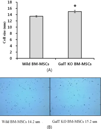 Fig.  4.  Analysis  of  cell  size  of  GalT  KO  BM-MSCs.  A  :  MSCs  size  calculated  by  Luna TM  automated  cell  counter  at  passages  4∼5  by  5  replicates